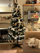 5th Dec 2022 - Christmas tree