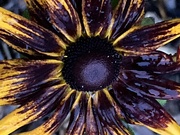 24th Nov 2022 - Rudbeckia Flower