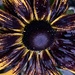 Rudbeckia Flower by cataylor41