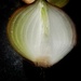 Onion by bvh