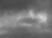 30th Jan 2011 - Birds flying high