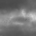 Birds flying high by mattjcuk