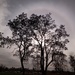 Sun, Cloud, Tree, Halo. by revken70