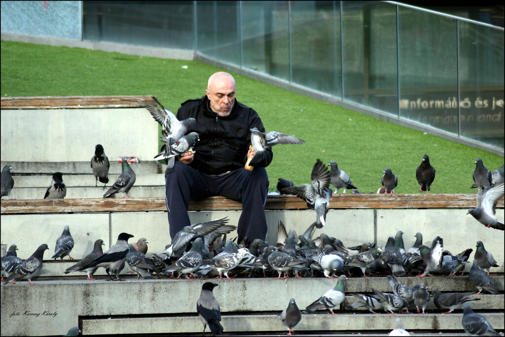 The man and the pigeons by kork