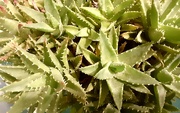5th Dec 2022 - A spikey cactus plant.