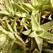 A spikey cactus plant. by grace55