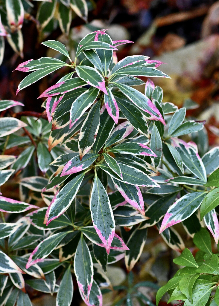 Triple Variegated  by ososki