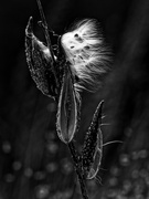5th Dec 2022 - low-key milkweed seeds