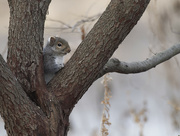5th Dec 2022 - eastern grey squirrel