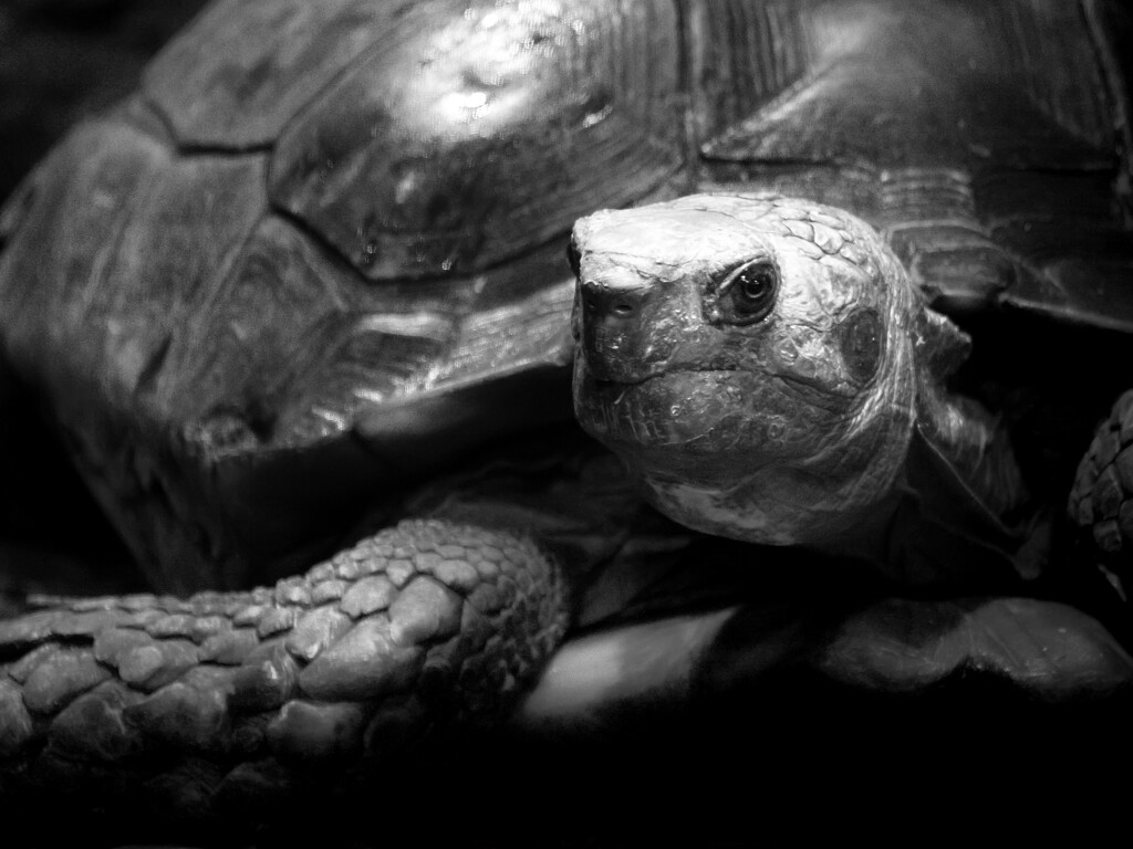 turtle (or maybe tortoise) by northy