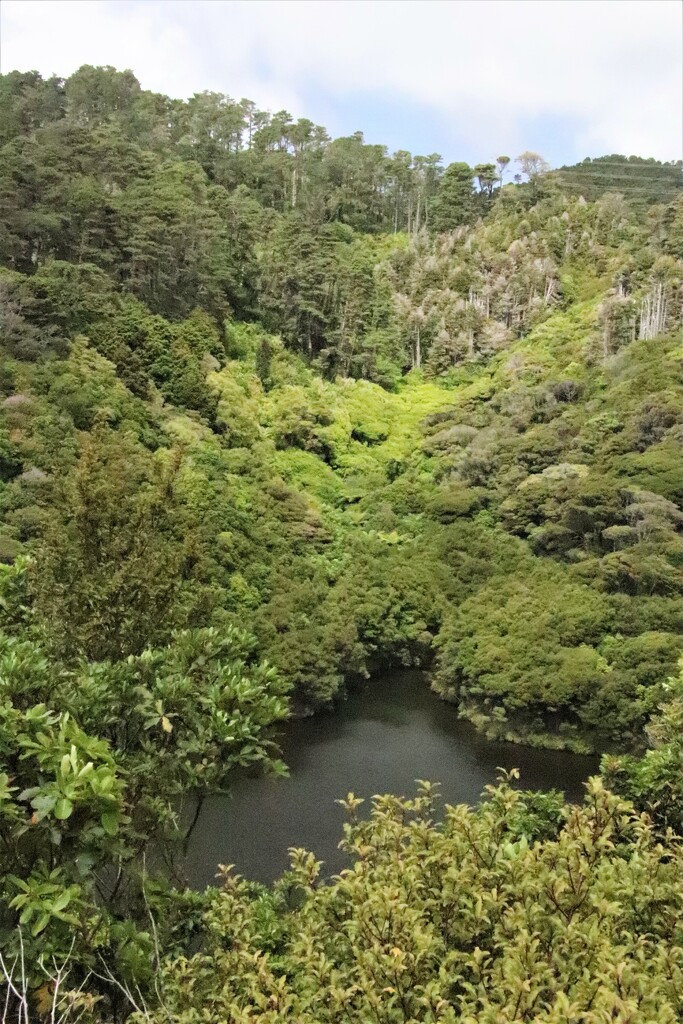 The Land that Time Forgot; Zealandia Eco-sanctuary Wellingotn new Zealand. We're here to visit our daughter for the first time since Covid and came here - it is glorious by 365jgh