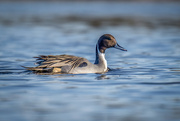 5th Dec 2022 - Northern Pintail