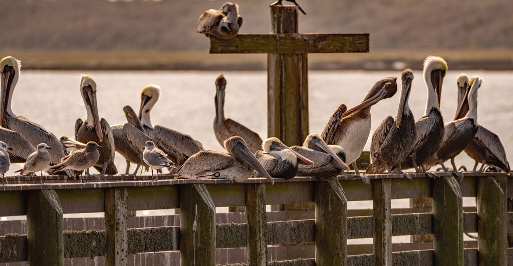 The Pelicans And Gulls Were Taking a Break! by rickster549