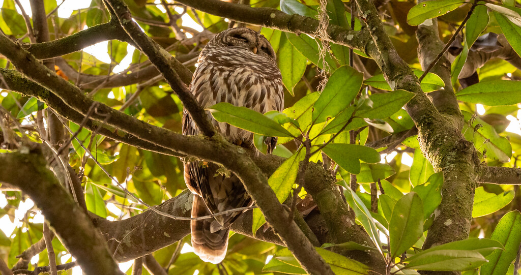Sleepy Owl, Again! by rickster549