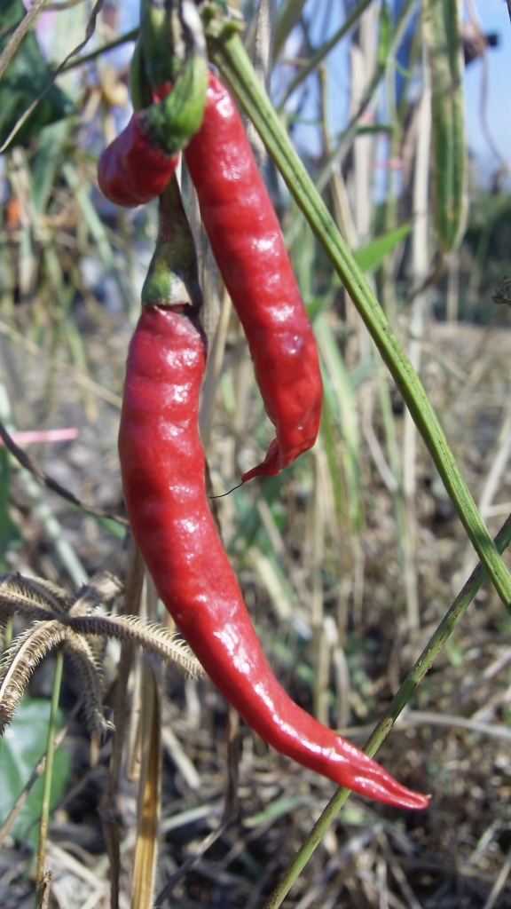 Thai peppers by ldedear