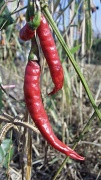 30th Jan 2011 - Thai peppers