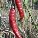 Thai peppers by ldedear