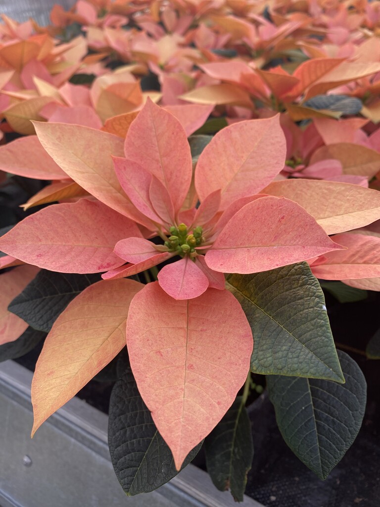 Love this color of poinsettia  by clay88