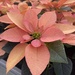 Love this color of poinsettia  by clay88