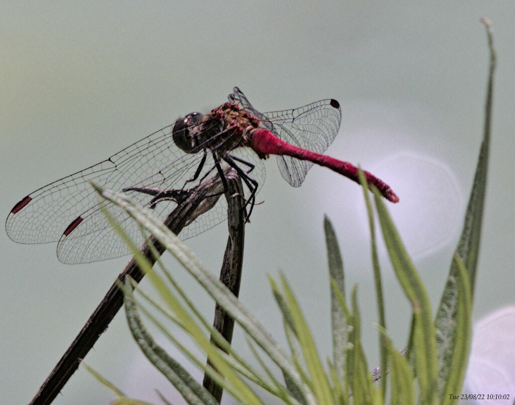 Dragonfly by wh2021