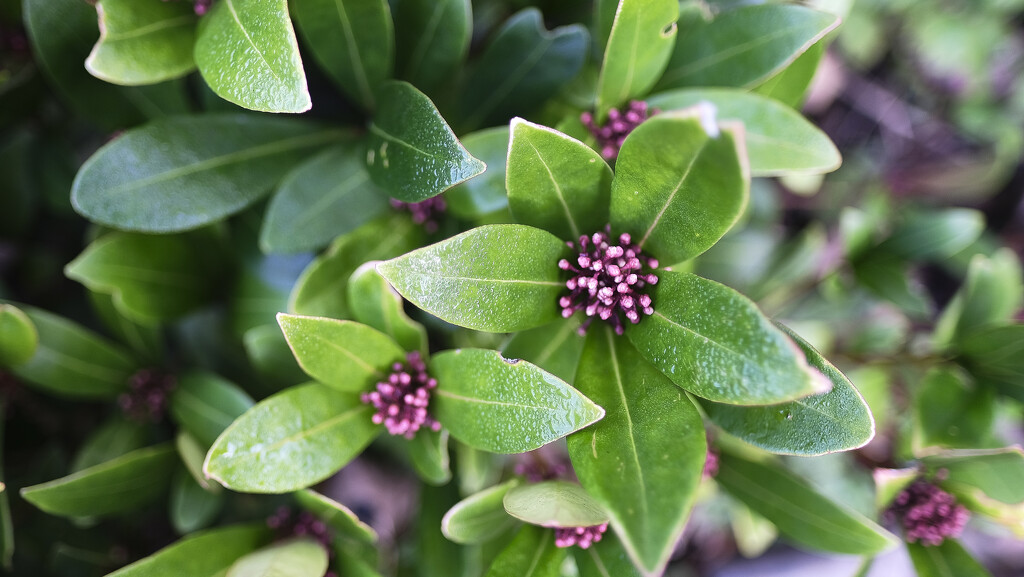 skimmia japonica by kametty