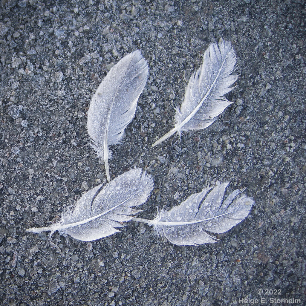 Four frozen feathers by helstor365