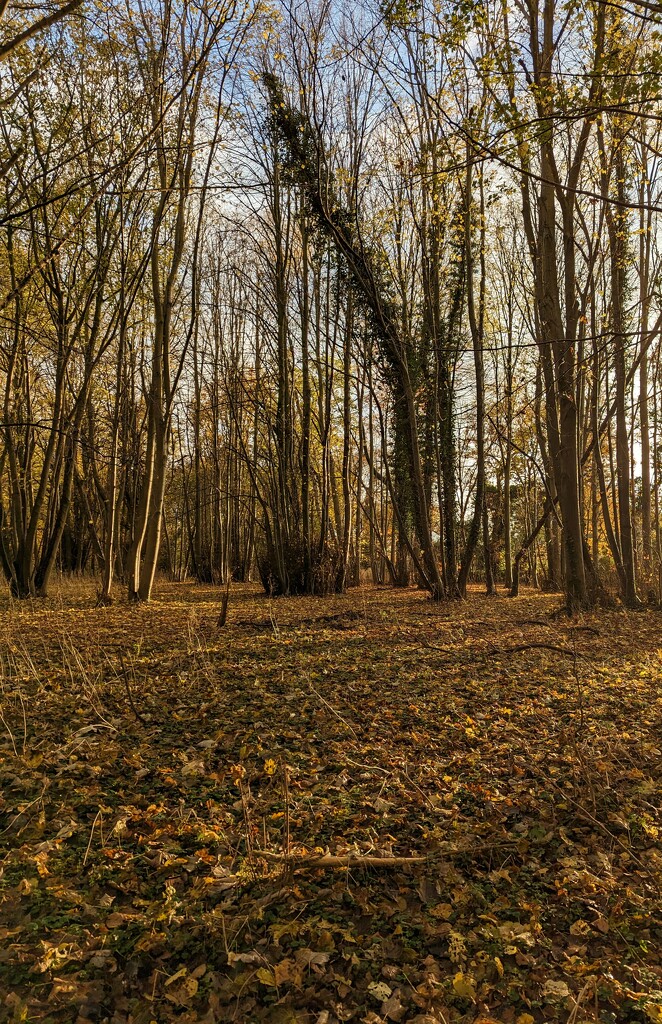 Narborough Woodlands  by ellida