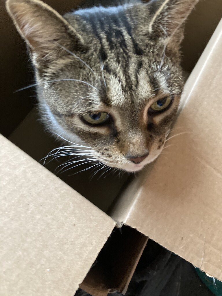 Cat in a Box  by spanishliz