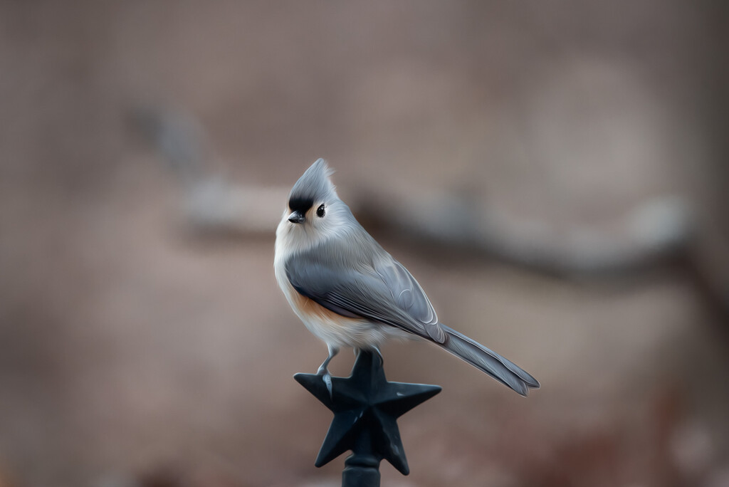 Tufted Titmouse Star of the Show by mistyhammond