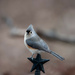 Tufted Titmouse Star of the Show by mistyhammond