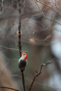 27th Nov 2022 - Male Red Bellied Woodpecker