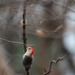 Male Red Bellied Woodpecker by mistyhammond