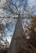 6th Dec 2022 - Cypress Tree