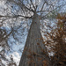 Cypress Tree by dkellogg