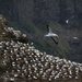 The gannet colony