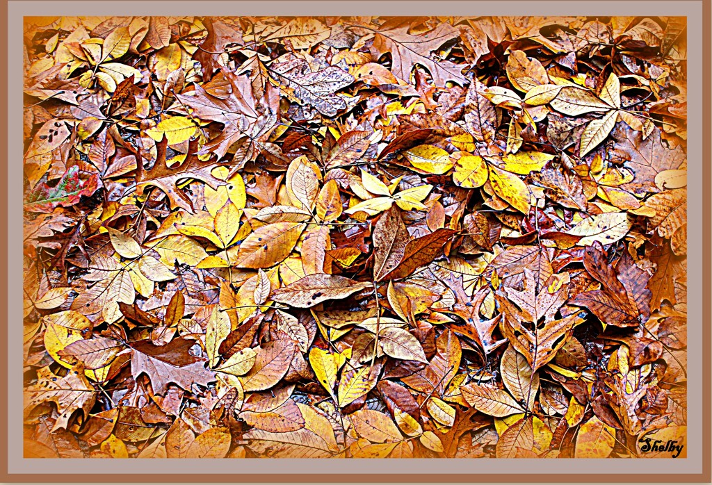 Fading Leaves by vernabeth