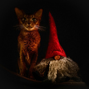 6th Dec 2022 - Cat & Tomten