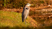 6th Dec 2022 - Blue Heron Resting on the Shore!
