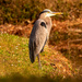 Blue Heron Resting on the Shore! by rickster549