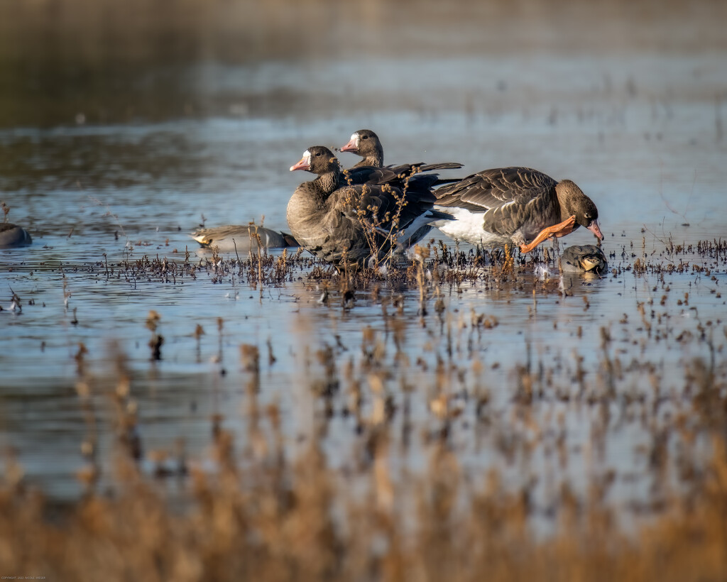 Greater White-fronted Geese by nicoleweg