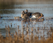 6th Dec 2022 - Greater White-fronted Geese
