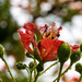 Poinciana is blooming by koalagardens