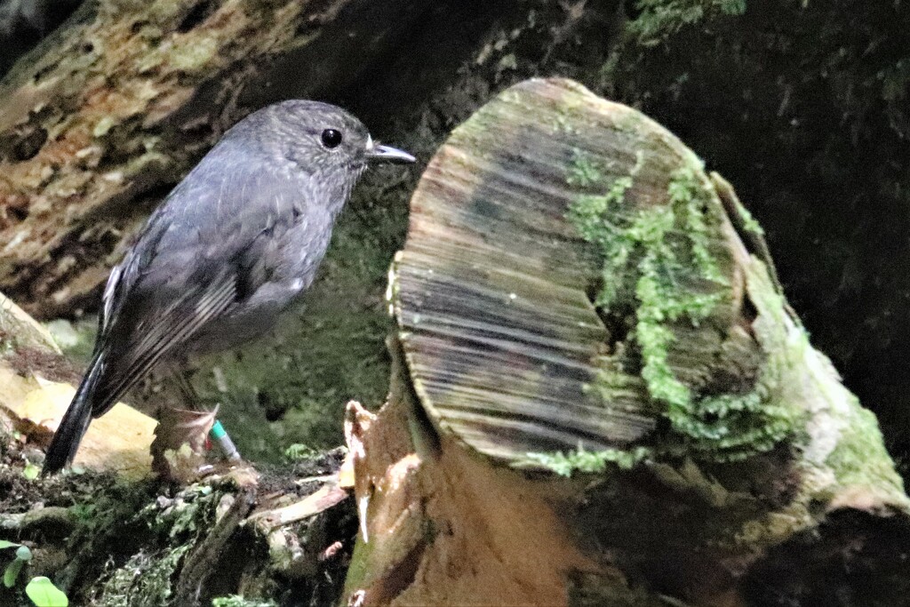 North Island Robin at Zealandia/Te Māra a Tāne. Zealandia is the world's fully fenced urban ecosanctuary created to protect New Zealand's native species - mainly birds - who have been decimated by the impact of humans and the mammals (like rats) they brought with them. Because Aotearoa/New Zealand was isolated before this many birds had no defences to these predators eg they nested on the ground. The sanctuary has attempted to restore the forest and freshwater systems  as closley as possible to their pre-human state. Many species are thriving again   by 365jgh