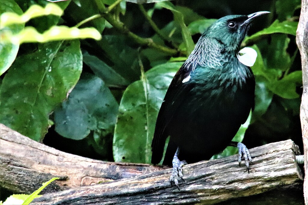 A Tūī - one of the many birds now thriving in Zealandia and beyond. One of the birds prepared to pose... by 365jgh