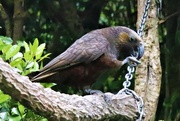 3rd Dec 2022 - A Kākā - a type of parrot thriving in Zealandia, but at risk elsewhere in new Zealand. You don't want to be eating your lunch when there's a hungry one nearby...