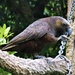 A Kākā - a type of parrot thriving in Zealandia, but at risk elsewhere in new Zealand. You don't want to be eating your lunch when there's a hungry one nearby... by 365jgh