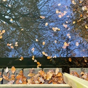 7th Dec 2022 - Downward reflections