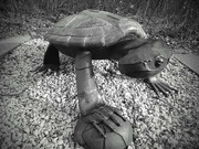 7th Dec 2022 - Turtle Statue