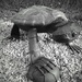 Turtle Statue by revken70