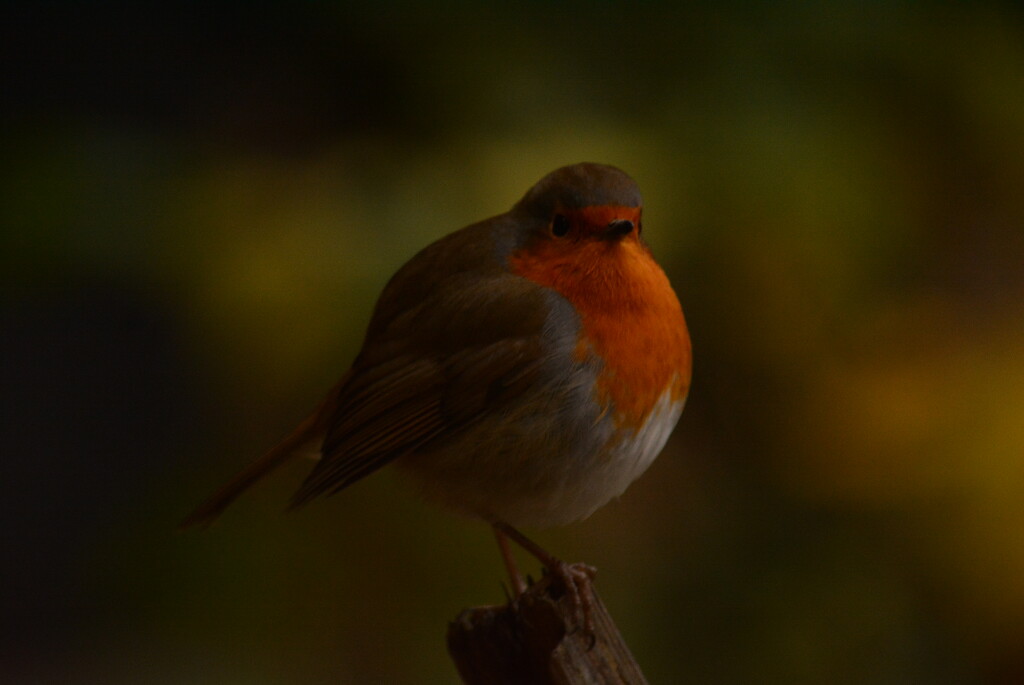 Chubby little Robin..... by ziggy77